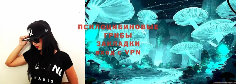 Галлюциногенные грибы Psilocybe  Каменногорск 